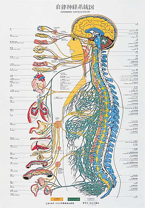 自律神経系統図 全医療器