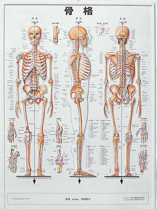 3d人体チャート 骨格 全医療器