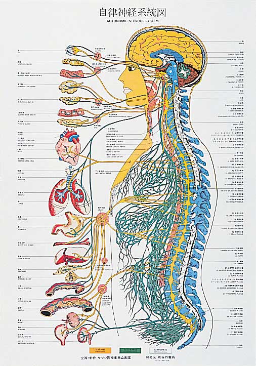 自律神経系統図 | 全医療器