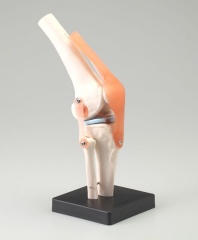 膝関節模型 | 全医療器